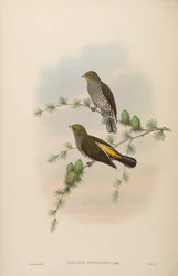 Indicator xanthonotus